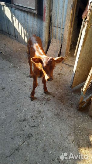 Продаю телочку