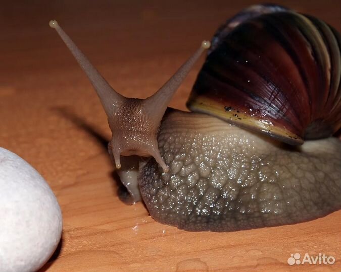 Улитки ахатины