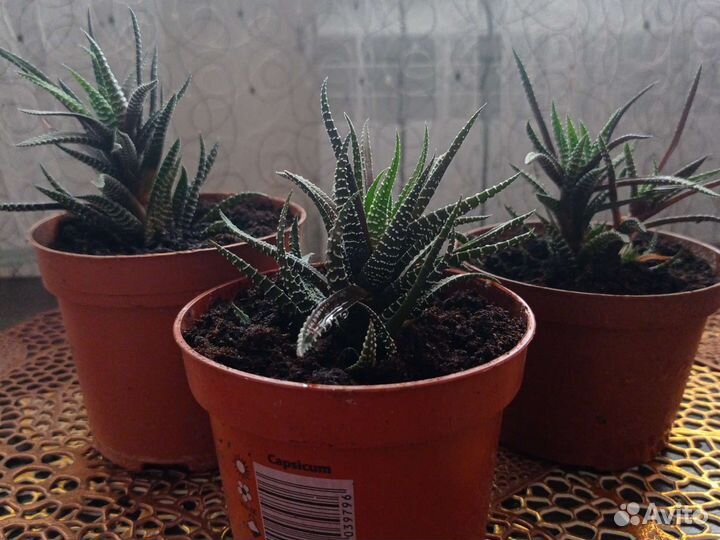 Детки хавортии