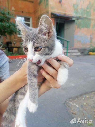 Кошка в дар бесплатно