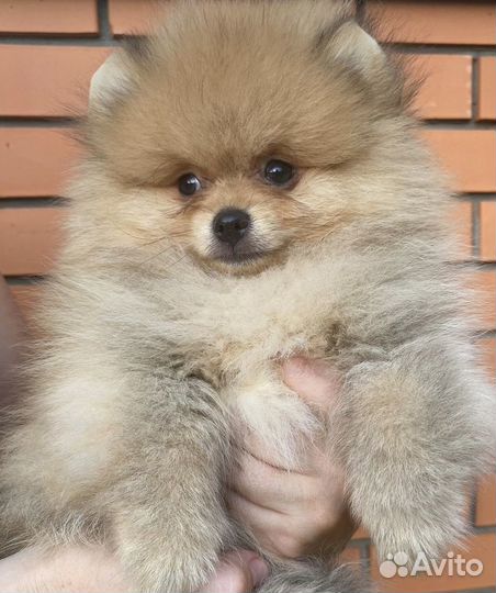 Мальчик мишка