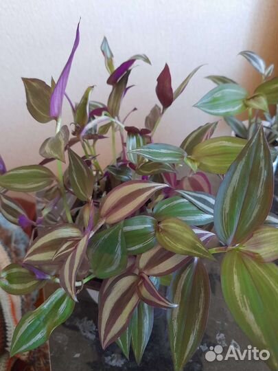 Комнатные цветы