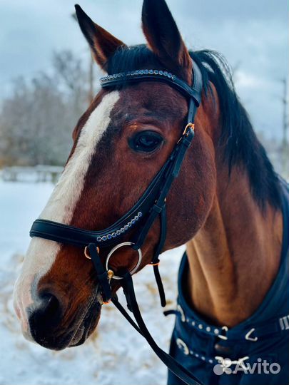 Анатомическое оголовье (уздечка) для лошади