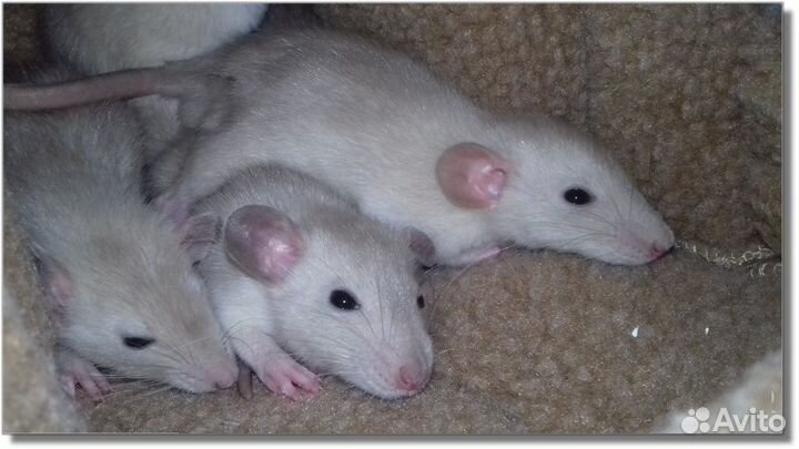 Питомник крысят Дамбо, крысы
