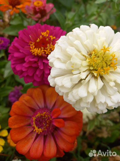 Томаты домашние