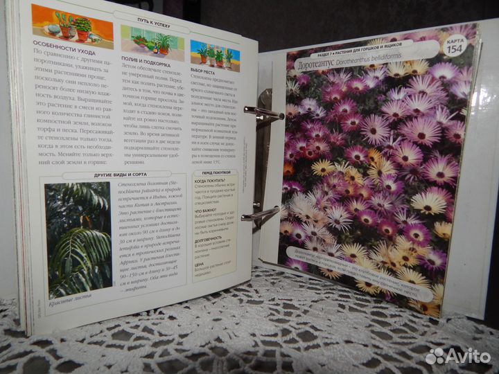 Цветы дома шаг за шагом