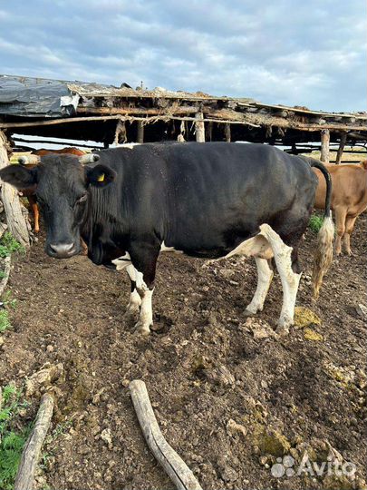 Продаю коров и телят