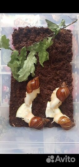 Улитка ахатина