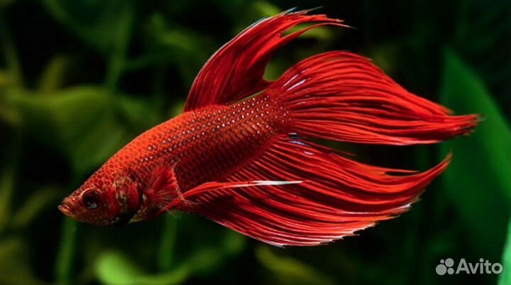 Петушок вуалевый красный, лабиринтовые рыбки