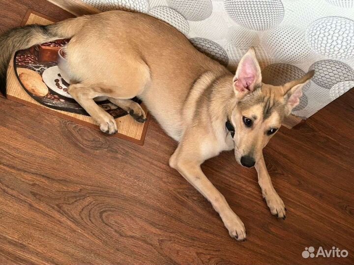 Собака в добрые руки отдам бесплатно