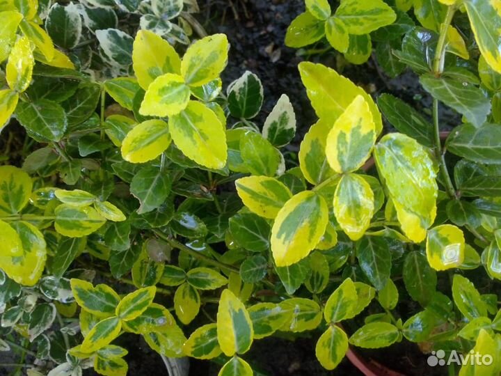 Садовые растения