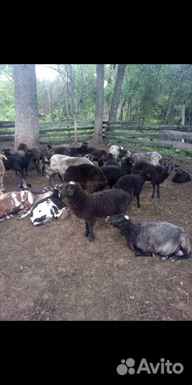 Овцы, ягнята, дойные козы