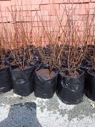 Саженцы кизильника