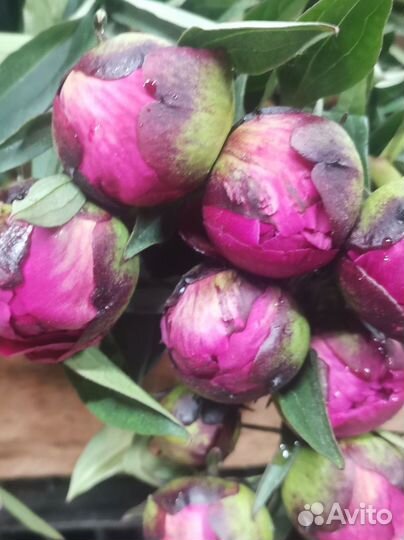 Цветы пионы на срезку