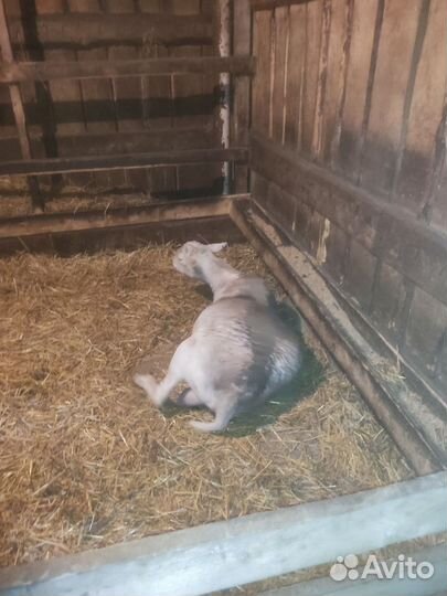 Овцы бараны