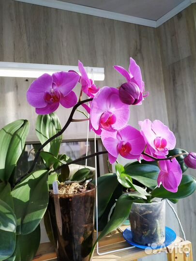 Орхидея фаленопсис