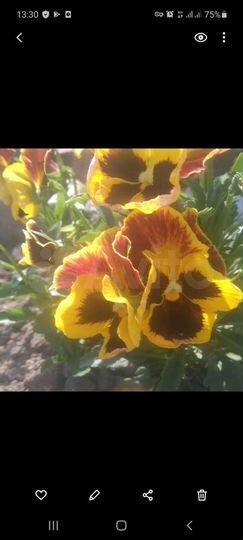 Участок 26 сот. (СНТ, ДНП)