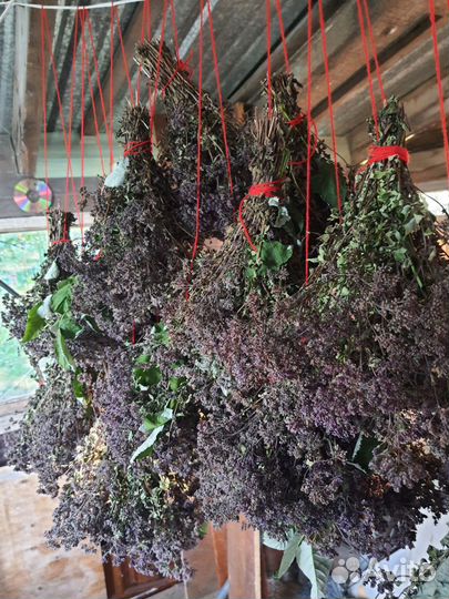 Трава душица