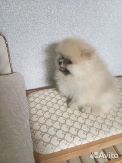 Померанский шпиц мини