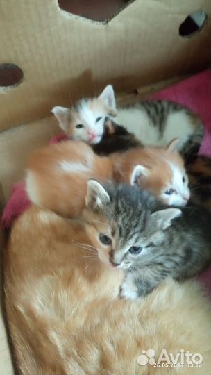 Котята в добрые руки бесплатно