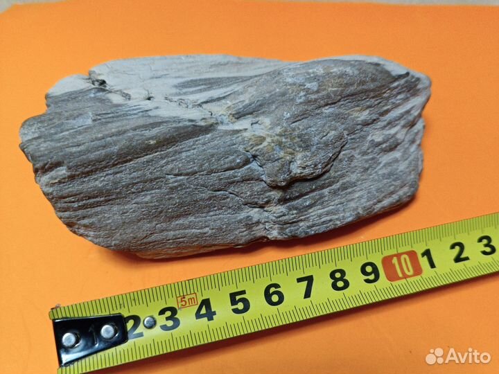 Окаменелое дерево.Карьер на юге Харьковской обл