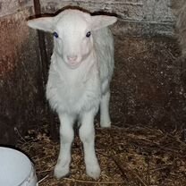 Сельхоз животные