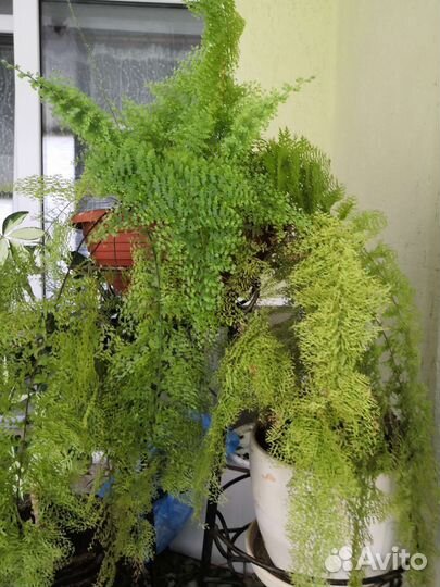 Папоротник кудрявый