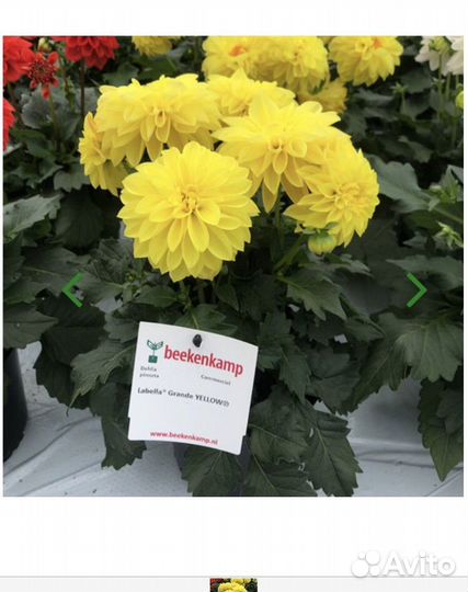 Георгины вегетативные патио