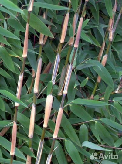Бамбук редкие сорта чёрный, красный, полосатый