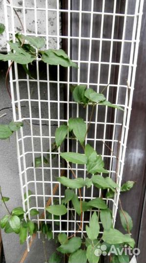 Хеномелис, дороникум, овсяница, фалярис идр