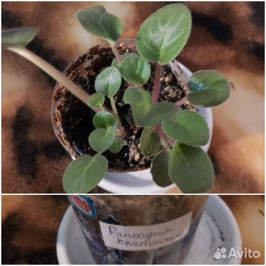 Сортовые фиалки