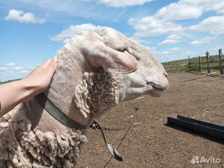 Чистокровный баран породы Лакон