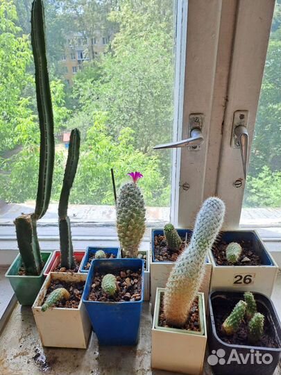 Кактусы и книги