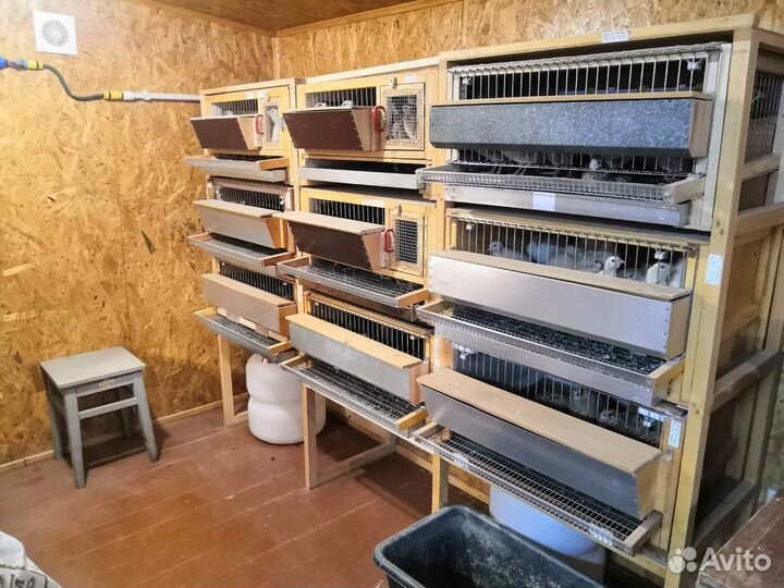 Яйца перепелиные