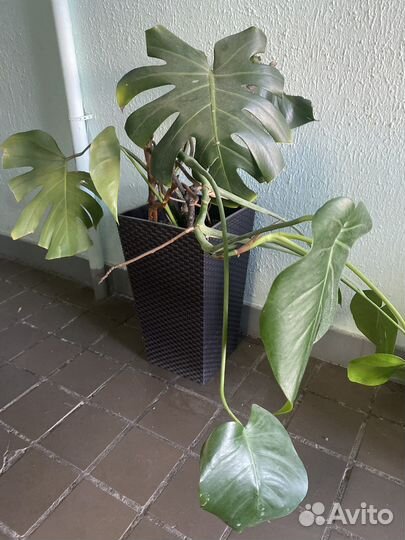 Монстера 1м