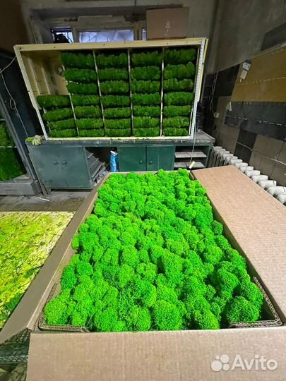 Стабилизированный мох,1 кг