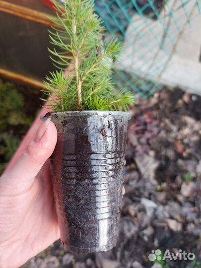 Ель голубая