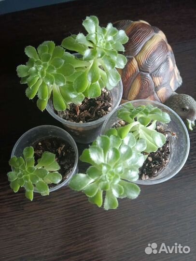 Эониум суккулент