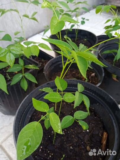 Глициния (вистерия) морозостойкая Blue Moon