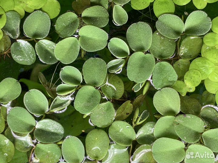 Аквариумные растения