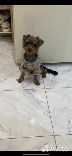 Йоркширский терьер(йоркипу) вязка мальчик