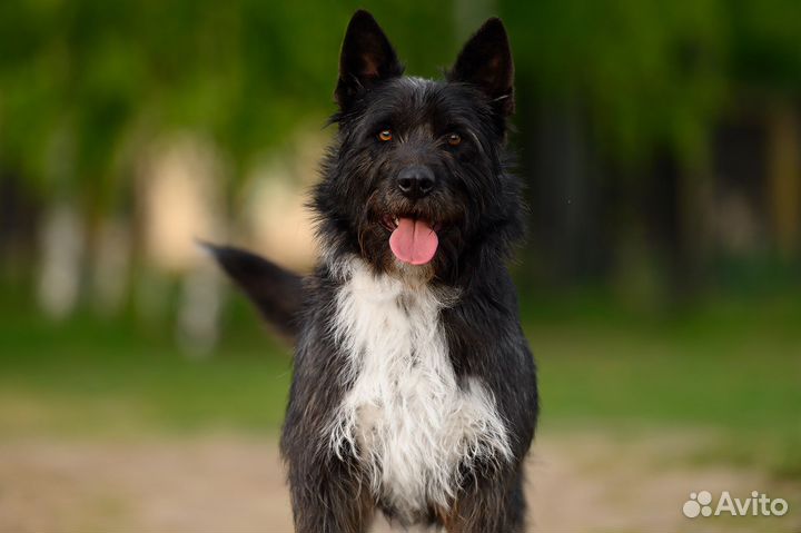 Собака в добрые руки