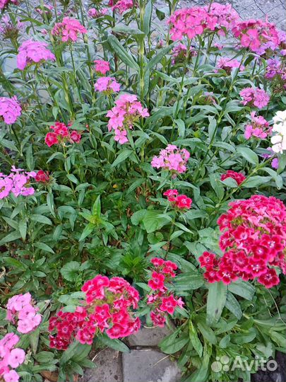 Турецкая гвоздика