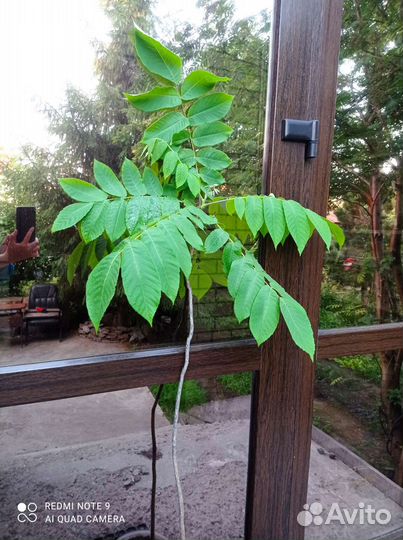 Маньчжурский орех, клён, ёлочки, рябина