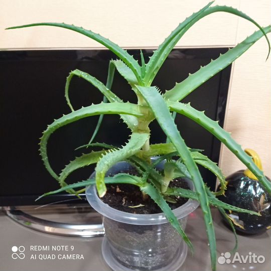 Алоэ лечебный