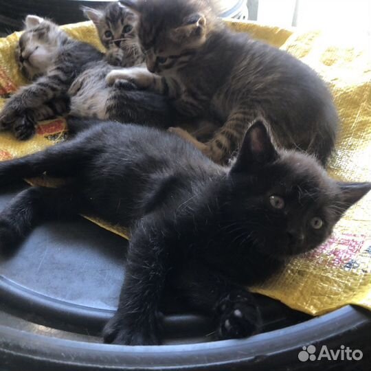 Отдам с доставкой на дом в хорошие руки котят