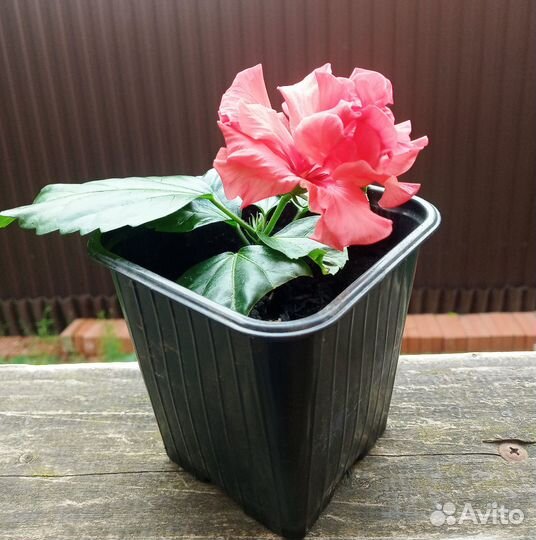 Гибискус китайская роза