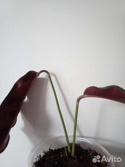 Лансифолия, фиалка