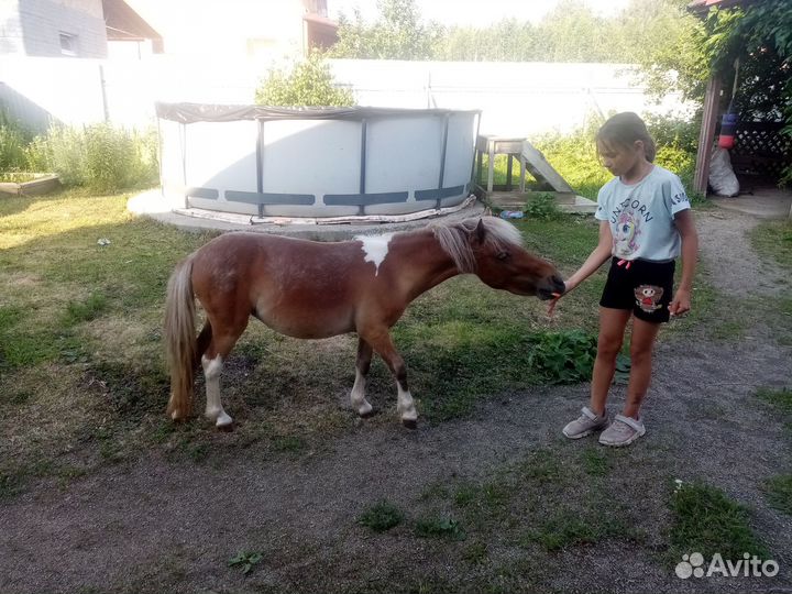 Пони аппалуза