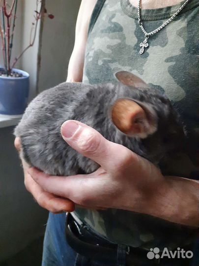 Фиолетовая шиншилла